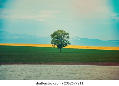 自然の屋外の季節性の春の背景に青い空と緑の草と単独で立っている単一の木の写真素材