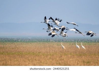 飛んでシベリアの白い鶴、浦陽湖国家自然保護区、江西省、中国の写真素材