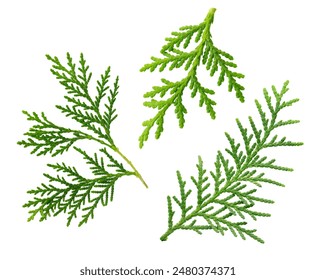 some fresh leaves of Oriental arborvitae (Chinese Arborvitae) on white background.: stockfoto