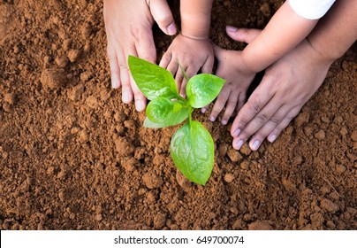 Soil Planting and Seeding concept,Close up kid hand and father planting young tree top view Stock Photo