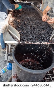 選別ベルト、収穫はボルドーの右岸にあるサンテミリオンワイン産地で行われ、フランスのメルローやカベルネ・ソーヴィニヨンの赤ワインのブドウを摘み取り、手で選別し、粉砕します。赤ワインの写真素材