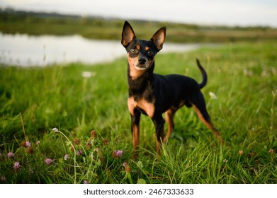 Small dog while walking in meadow. Smooth-haired Russian Toy Terrier dog during walk in park. Portrait of indoor and decorative dog. Walking pets Foto stock