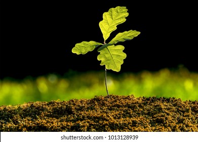 Small oak plant in the garden. Tree oak planted in the soil substrate. Seedlings or plants illuminated by the side light. Highly lighted oak leaves with dark background and green grass. Stock Photo