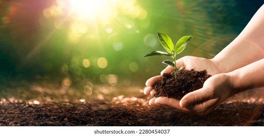 Small Plant Into The Ground - Hands Planting Young Tree With Sunlight And Flare Effects Stock Photo