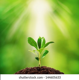 Small plant on pile of soil, part of it reflected Stock Photo