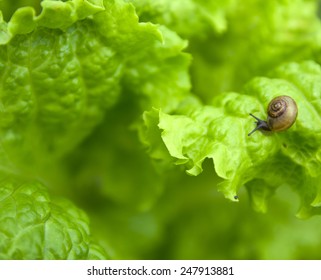 small snail on the leaf of the green lettuceの写真素材
