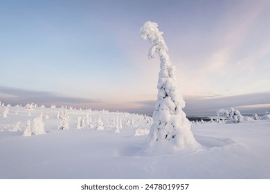 Snow-covered trees, winter landscape, Riisitunturi National Park, Posio, Lapland, Finland, Europe: stockfoto