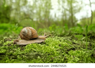 Snail in garden close up, natural green background. purity of nature, care about the world. wild life, ecology, save Animal and earth concept. slow life. harmony of nature. Foto stock