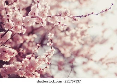 Spring Cherry blossoms, pink flowers. Stock Photo