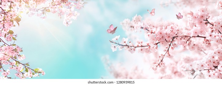 Spring banner, branches of blossoming cherry against background of blue sky and butterflies on nature outdoors. Pink sakura flowers, dreamy romantic image spring, landscape panorama, copy space. Stock Photo