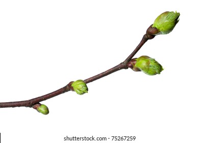 Spring branch of a Lime Tree, isolated Stock Photo