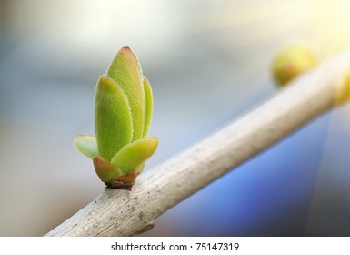 Spring bud. Composition of nature. Stock Photo