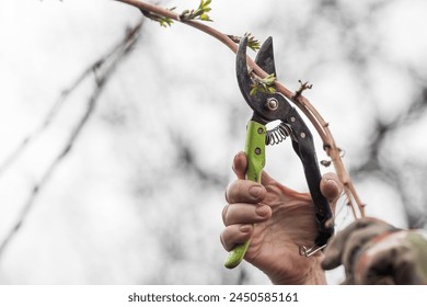 Spring work in the garden. The gardener's hand with a pruner. Pruning raspberry and blackberry bushes with pruning shears. Cottage and vegetable garden, gardening, bush care. Stock Photo