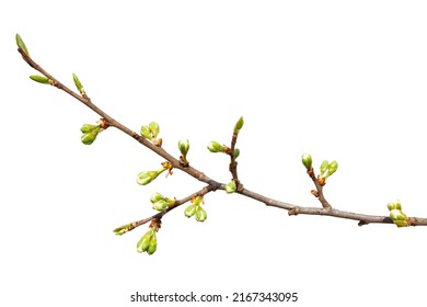 Spring tree branch with green buds isolated on white background. Stock Photo