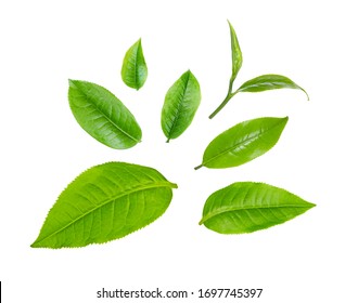 swt fresh green tea leaf isolated on white background Stock Photo