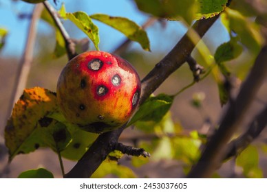 a stack of apples with apple scab disease Apple scab, scientifically known as Venturia inaequalis, is a common fungal disease that affects apple trees Malus domestica. It primarily targets the leave Arkistovalokuva