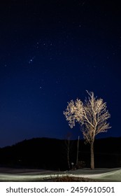 不毛の木の上の星空 – 冬の夜にかすかに輝く、星で輝いた夜空に立つ、星のない葉のない木。の写真素材