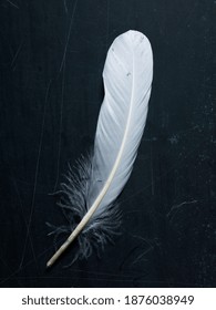 Still-life of one white feather on a black surface. Stock-foto