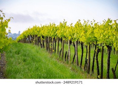 コニャックの白ワイン地域のブドウ畑に夏， シャレンテ，白いウニブランブドウは、コニャック強いスピリッツ蒸留やワイン作りのために使用， フランス， グランドシャンパーニュ地域の写真素材