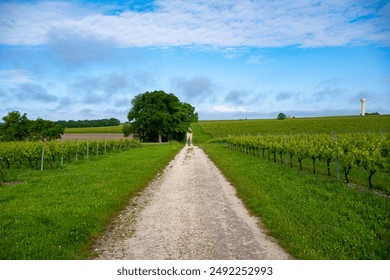 コニャックの白ワイン地域のブドウ畑に夏， シャレンテ，白いウニブランブドウは、コニャック強いスピリッツ蒸留やワイン作りのために使用， フランス， グランドシャンパーニュ地域の写真素材
