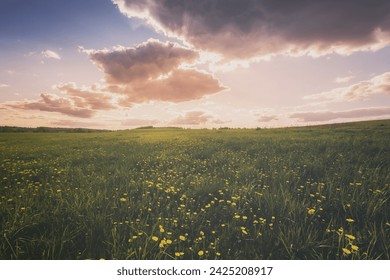 春の曇り空の背景に若い緑の草と黄色の花のタンポポで覆われたフィールドに日の出や日没。春の農村の風景。ビンテージフィルムの美学。の写真素材