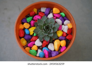 
succulent in pot adorned with colored stones 库存照片