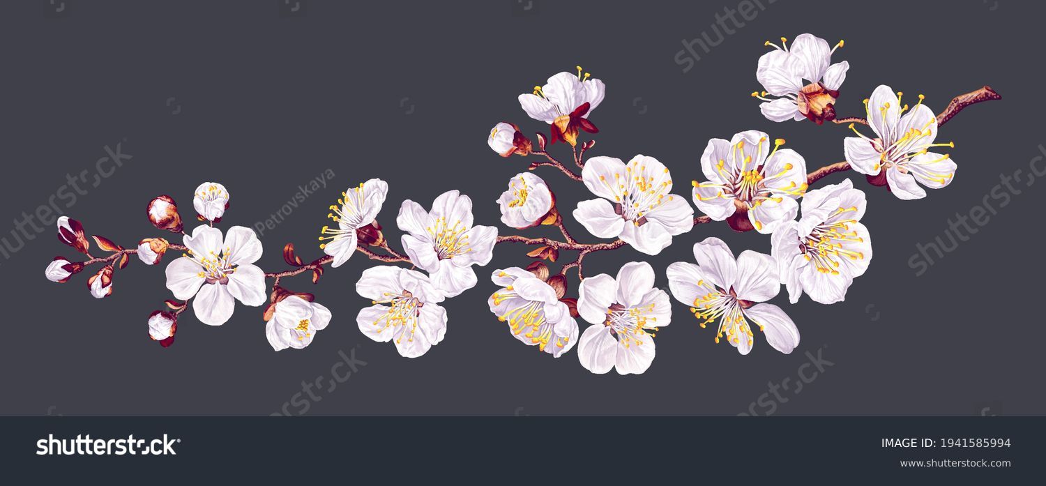 Vector branch with spring flowers. Realistic fruit tree branch. Detailed hand drawn clip art element isolated on dark background for your design, postcards, advertising, social media posts, textile Stock Vector