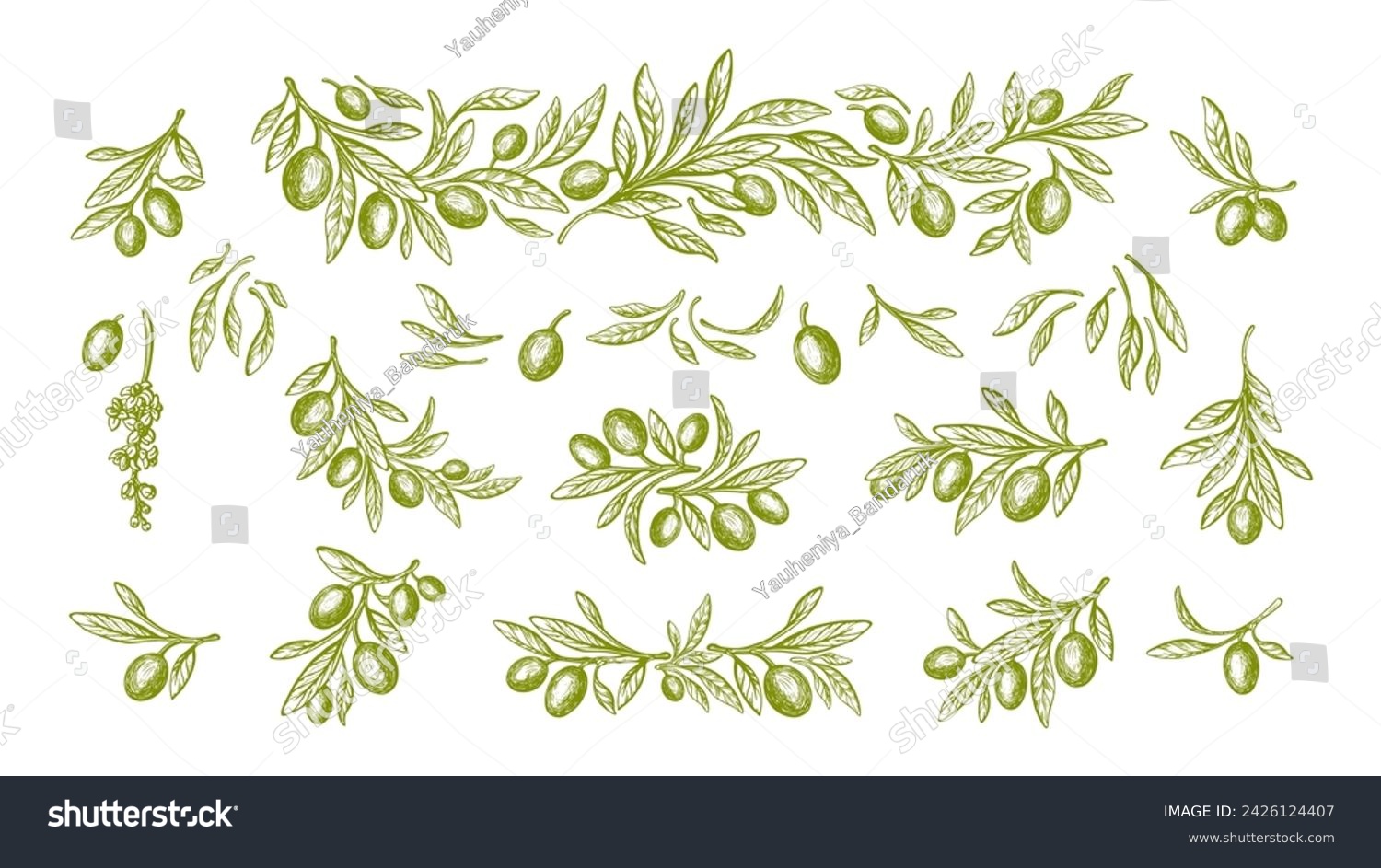 Big olive plant batch. Vector texture branch, engraving leaves and green oil fruit. Hand drawn sketch. Mediterranean food