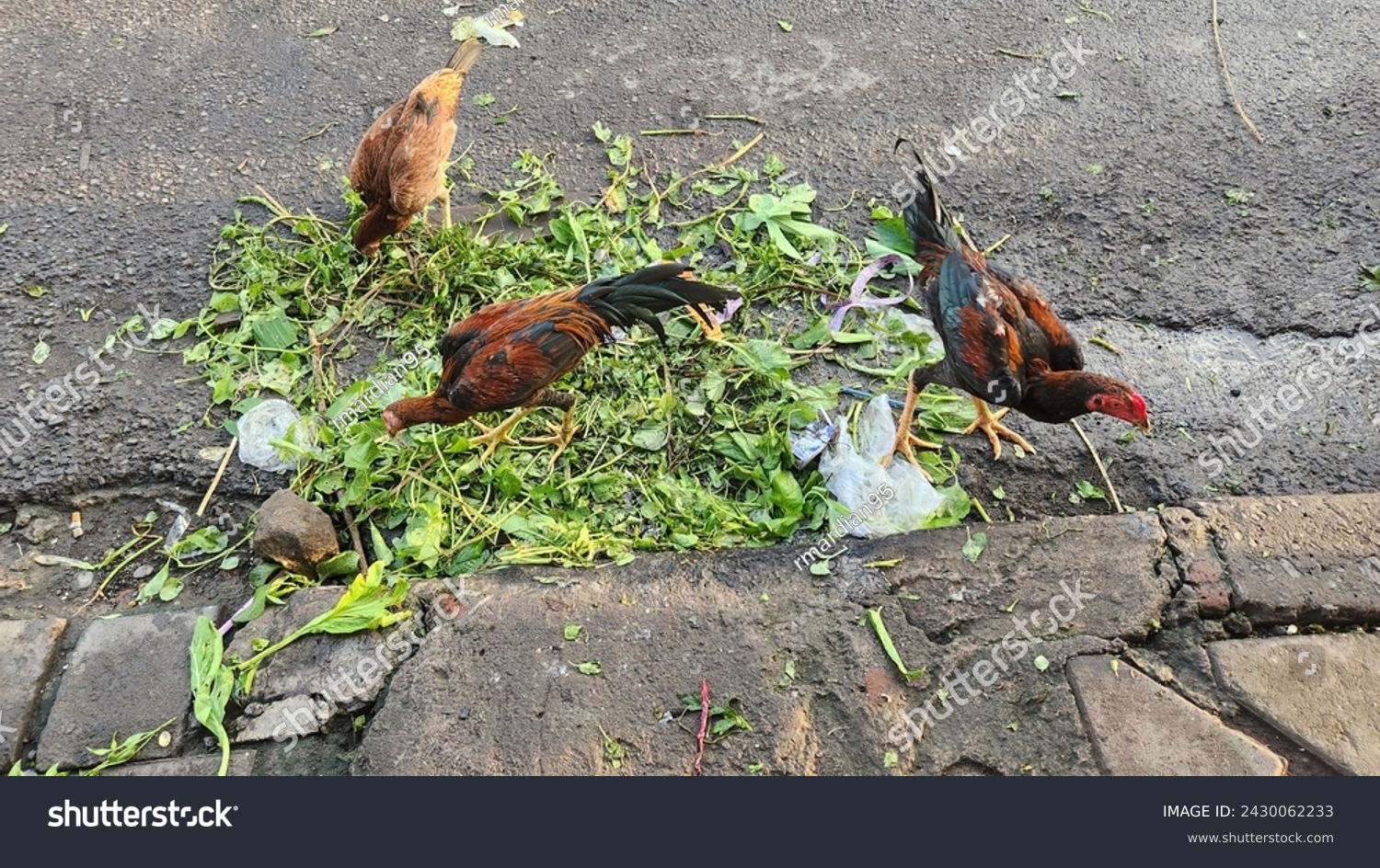 Organic garbages with contamine plastics are eaten by chickens. Dangerous for them and environment