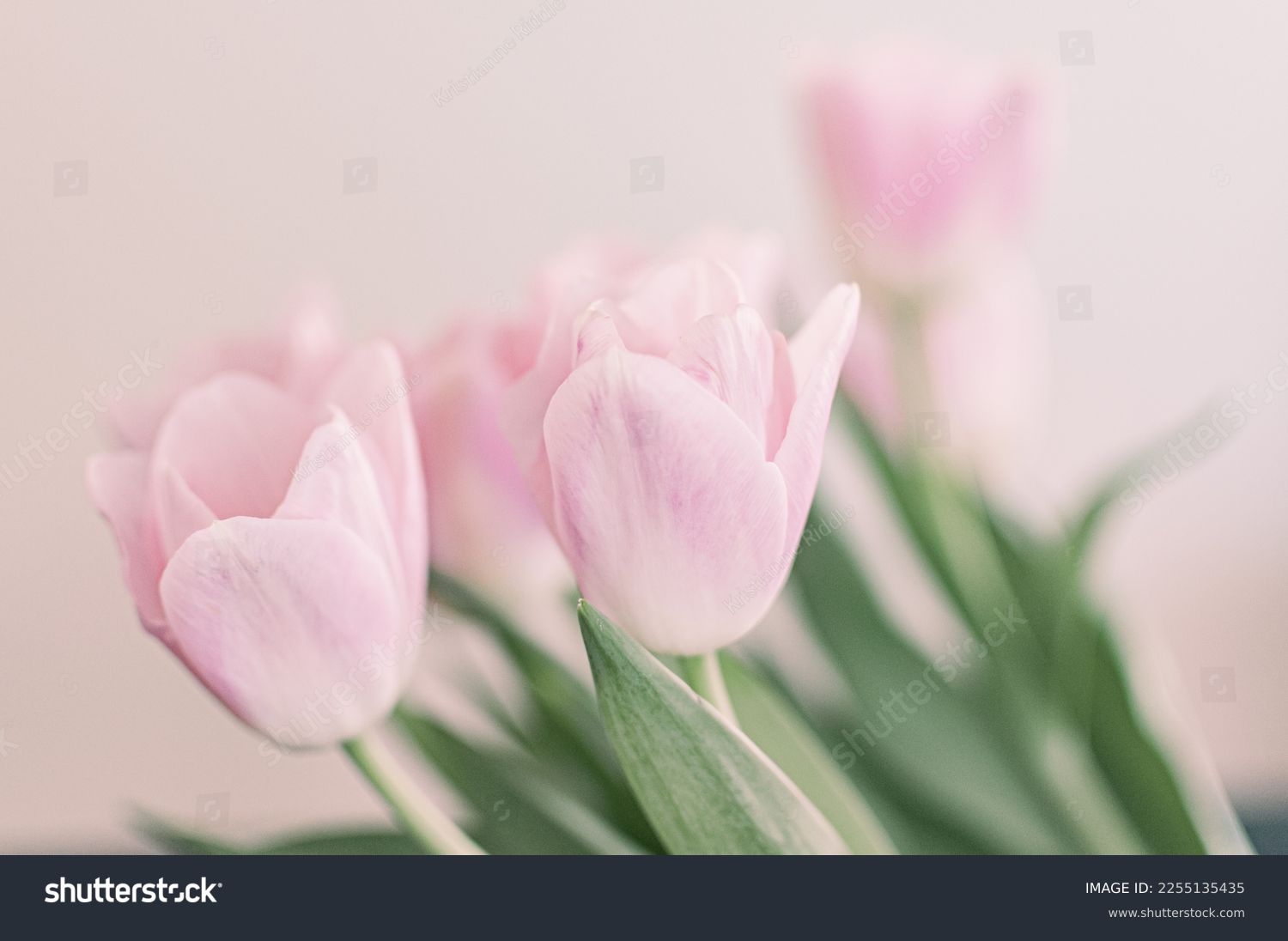 Light pink tulip bouquet on a plain background shot with soft light and a shallow depth of field Stock Photo