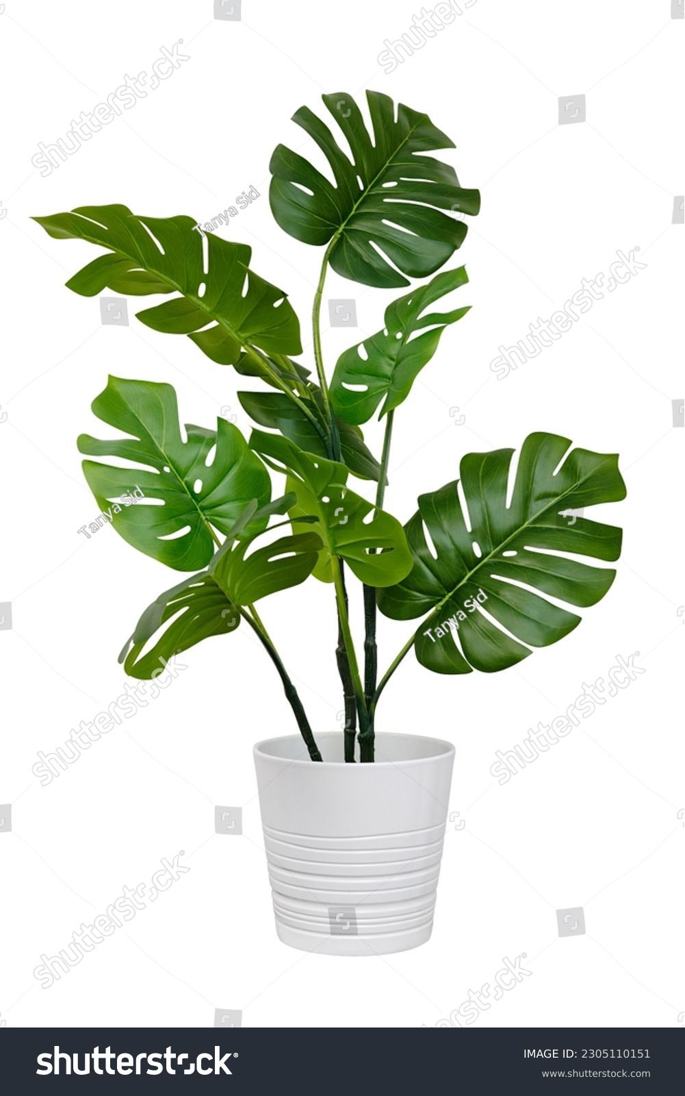 Monstera in a pot isolated. Monstera bush on a white background.
