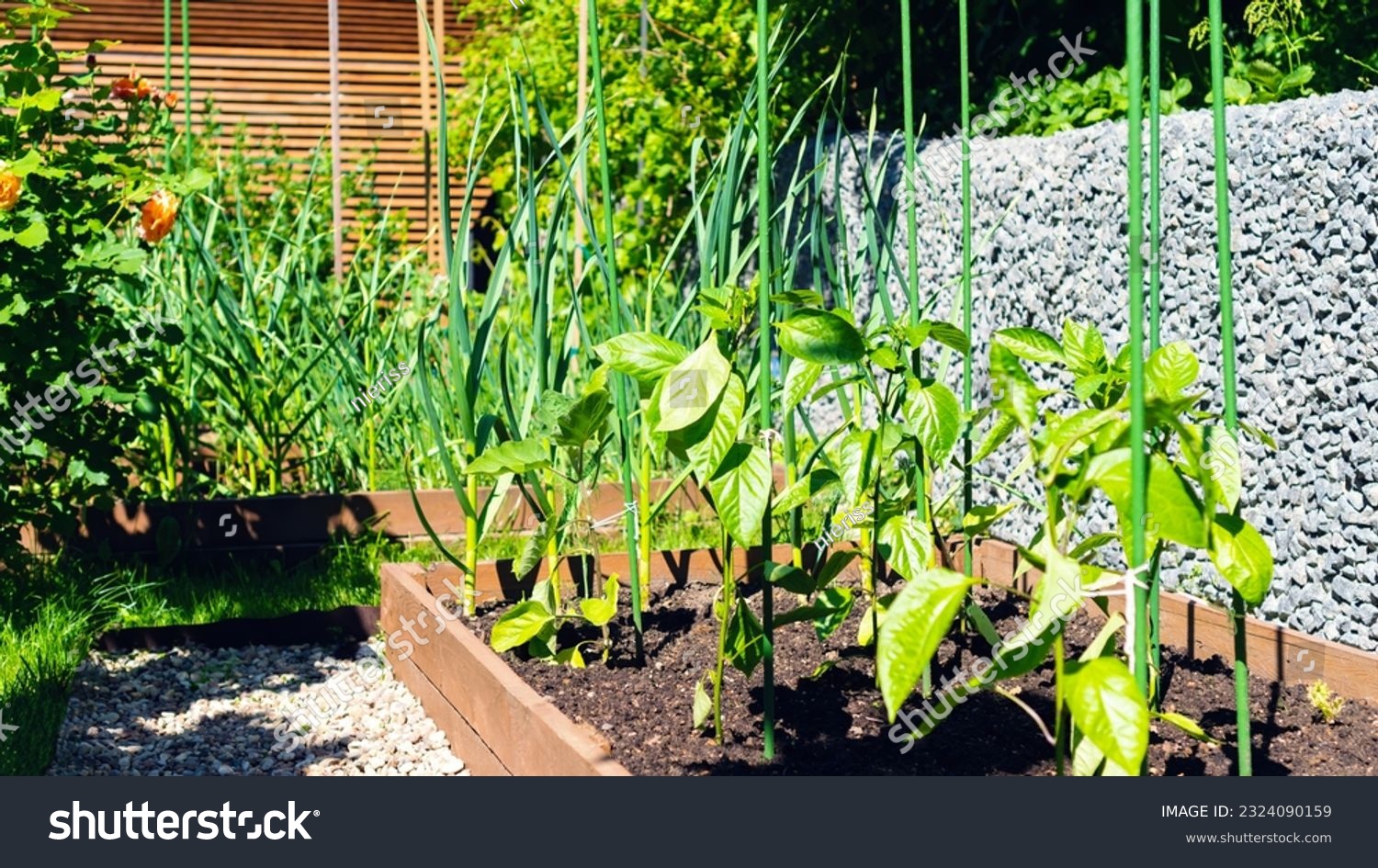 Bell pepper plants grow on a wooden raised bed in a beautiful vegetable garden. Growing plants on plastic supports stakes. Beautiful home garden with organic vegetables. Staking peppers ideas.
