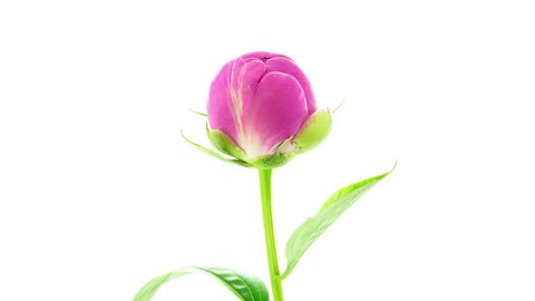 Timelapse of pink peony flower blooming and fading on pure white background
 Arkistovideo