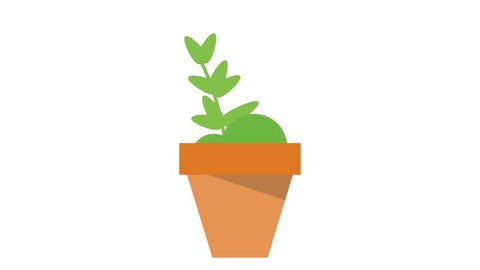 Plant growing in pot HD animation Stock-video