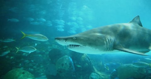 Incredible closeup shot of a passing shark. Cinematic 4K UHD footage. - Βίντεο στοκ