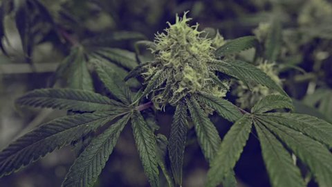 Medical Marijuana Flowers Growingの動画素材