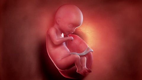 3d animation of a human fetus week 18 Stock video