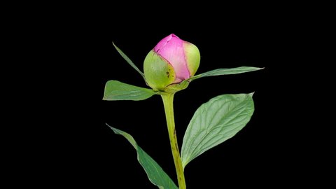 Pink peony bloom buds ALPHA matte, FULL HD (Paeonia Gay Paree) Arkistovideo