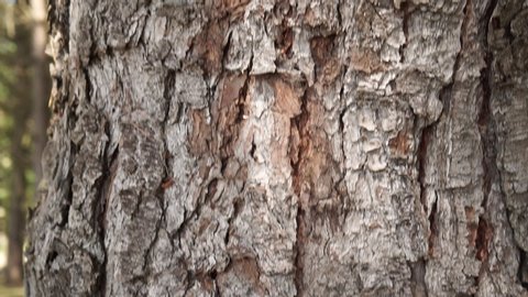 Conifer trunk in wild evergreen forest - Βίντεο στοκ