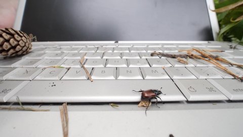 Nature vs Technologie Bug crawls over keyboard insect sits on Computer Keyboard Metall Surface with bug Nature is fighting back 庫存影片
