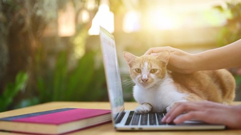 WFH: Work from home with cat. Stay home Stay safe with pet. Social Distancing and Physical Distancing. New normal and life after COVID. Adlı Stok Video