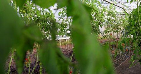 tomato greenhouses. High quality 4k footage Arkistovideo
