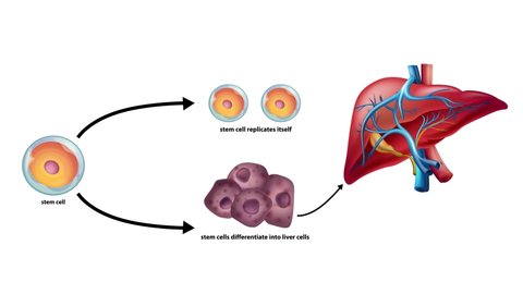 Liver cirrhosis repair from stem cells concept Adlı Stok Video