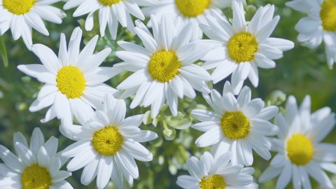 Close Up Of Daisies flowers in 4K Slow motion 60fps วิดีโอสต็อก