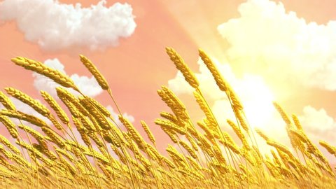cute field of wheat spikelets at sunrise background : vidéo de stock