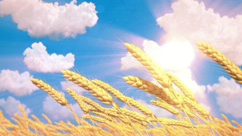 golden field of rye or wheat spikelets on cloudy sky background Stock-video