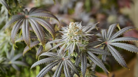 Large Buds on Marijuana Plants at Indoor Cannabis Farm.の動画素材