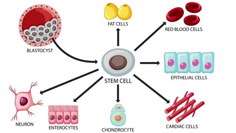 Different Types of STEM cells Adlı Stok Video