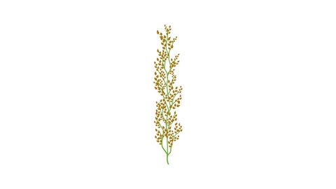 Buckwheat icon animation best cartoon object on white background Stock-video