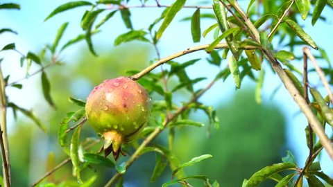 Footage of pomegranate hanging on the tree Arkistovideo